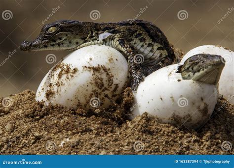 Nile Crocodile Baby, Hatchling, Eggs, Newborn, Hatching Stock Photo - Image of canine, green ...