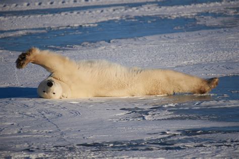 Inside Churchill, Canada's polar bear town | The Independent | The ...