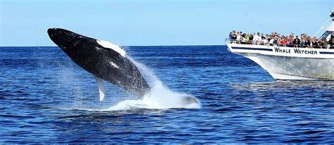 welcome to whale watching Cape Cod | Whale watching cape cod, Cape cod ...