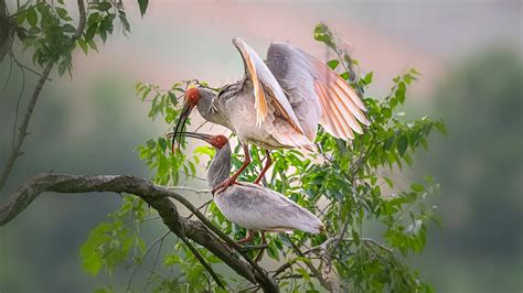 Live: Life of a wild crested ibis family in NW China - CGTN