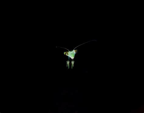 wallpaper mantis, insect, dark background, eyes HD : Widescreen : High ...