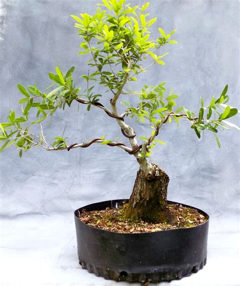 Oak Bonsai for Sale | Bonsai South