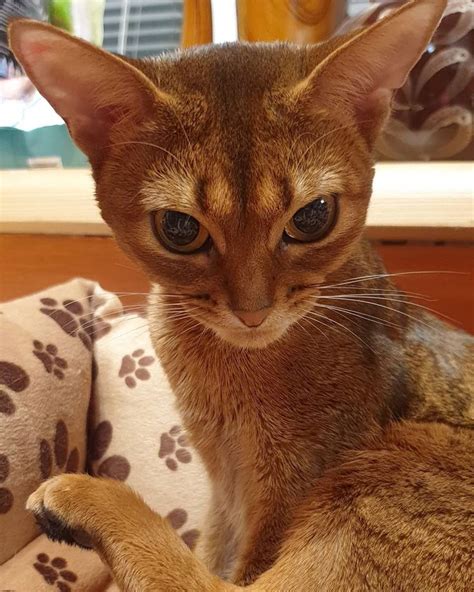 Abyssinian cat in 2020 | Abyssinian cats, Abyssinian, Animals