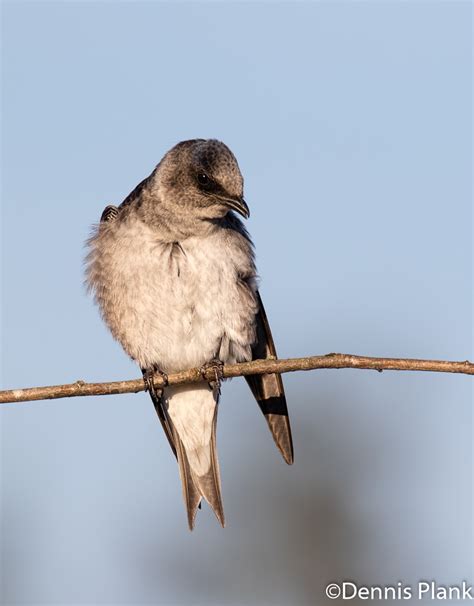 Purple Martin – Black Hills Audubon Society