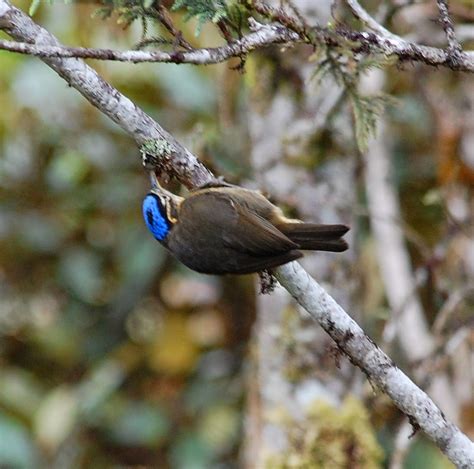 Simon Boyes: PAPUA NEW GUINEA - More birds