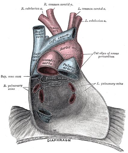 The Pericardium - Human Anatomy