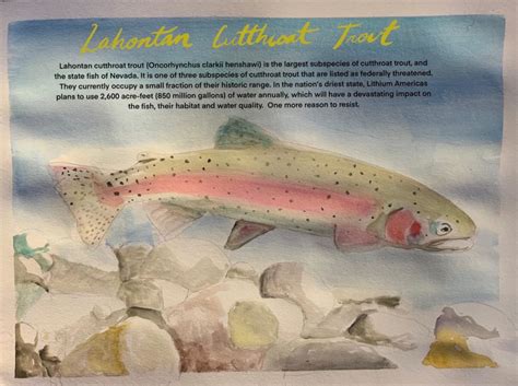 Species of the Week: Lahontan Cutthroat Trout | Protect Thacker Pass