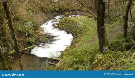 Primative Salmon Fish Ladder Oregon Outback Stock Image - Image of pacific, ladder: 25597315