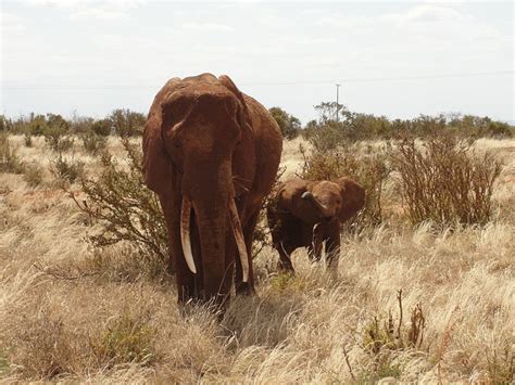 Safari Kenya Elephant Calf East - Free photo on Pixabay - Pixabay