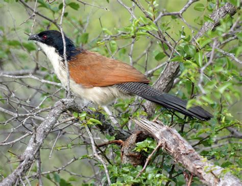 Cuculiformes - Cuckoos, Hoatzins, Turacos Photo Gallery | Wildlife Journal Junior