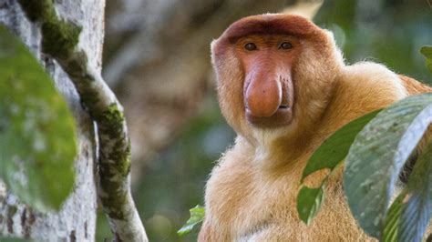 BBC One - Monkey Planet - Proboscis monkey