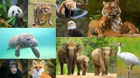 Endangered Species Knowledge Quiz: Test What You Know