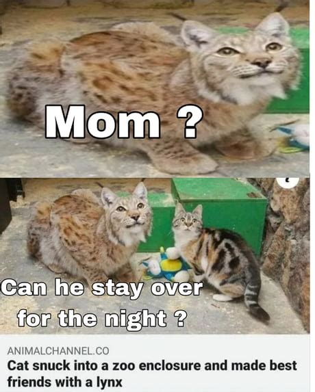 Best Funny big cat Memes - 9GAG