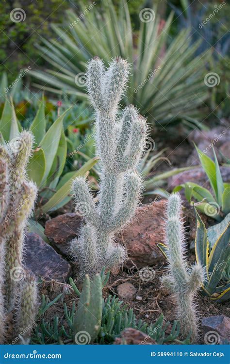 Desert Garden with Succulents Stock Photo - Image of jardin, dangerous ...