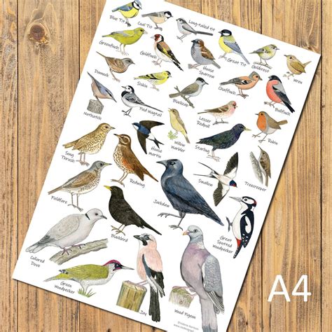 British Garden Birds Identification A4 Card Poster, Art Print