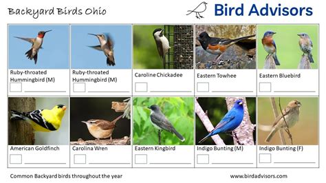 Top 33 Backyard Birds In Ohio (Free ID Charts)