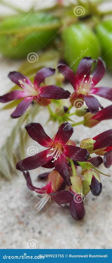 Flowers of the Starfruit Tree (Averrhoa Bilimbi L.) Stock Image - Image ...