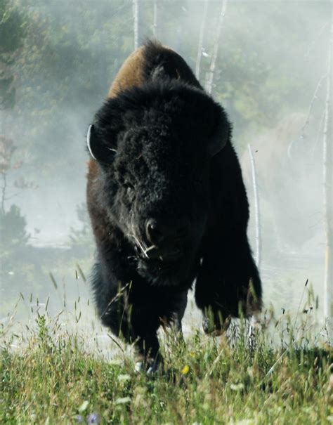 Charging Bison | Head on shot of a charging bison. Note the … | Flickr