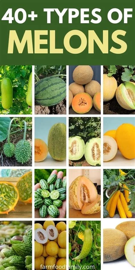 40+ Different Types of Melons With Pictures and Fun Facts | Fruits and ...