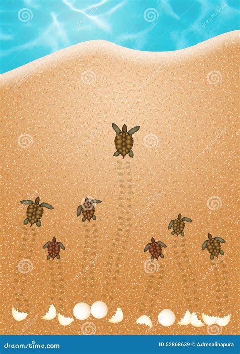 Sea Turtle Eggs on the Beach Stock Illustration - Illustration of seabed, life: 52868639