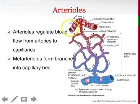 Arteries, Arterioles, Metarterioles 2 - YouTube