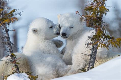 polar bears, bears, nature, mammals, animals, baby animals HD Wallpaper