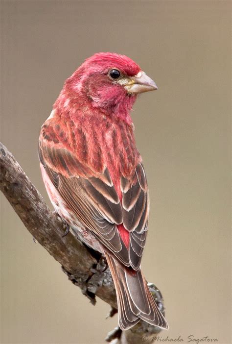 Purple Finch (Haemorhous purpureu). This handsome rose-colored songbird inhabits coniferous ...