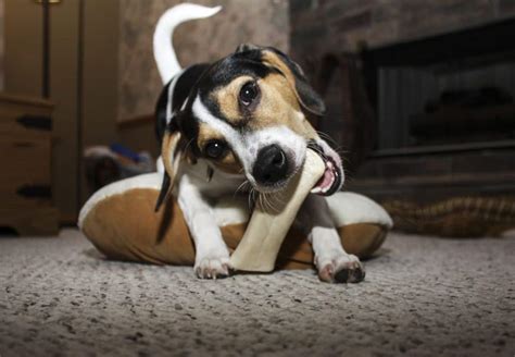 7 Safe Alternatives to Rawhide in 2023 | Canine Weekly