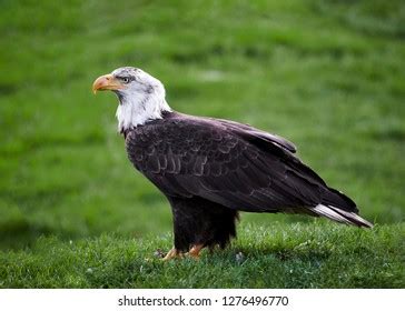 Bald Eagle Portrait Stock Photo 1276496770 | Shutterstock