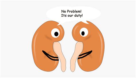 Excretion Of Vitamin C By Kidneys - Cartoon , Free Transparent Clipart - ClipartKey