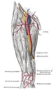 Esta imagen muestra el nervio femoral y sus divisiones que acompañan a la arteria femoral ...