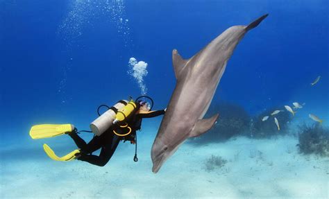 Cozumel Scuba Diving with Dolphins - Cruise Excursions