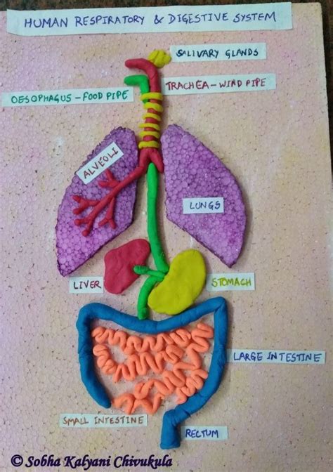 human respiratory and digestive system ... | Human digestive system ...