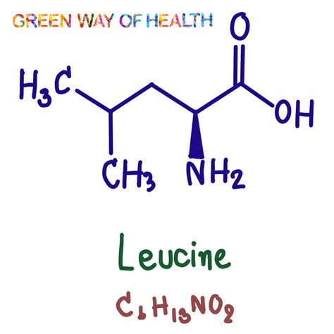 Leucine Archives - Green Way Of Health