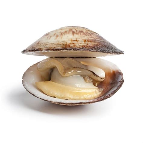 Clam - Definition of Clam