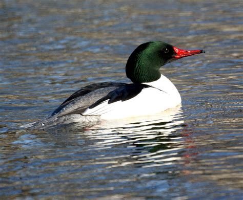 Common-Merganser - Birds Flight