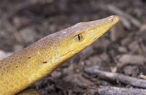 Legless lizards - Queensland Museum