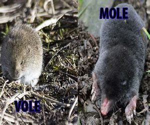 Vole vs Mole Pictures - Which Rodent is Destorying Your Garden or Lawn?