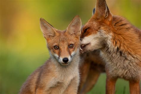 Have you seen my new gallery of foxes? | Award Winning Wildlife Photographer | Matthew Maran