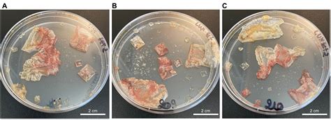 Frontiers | Molecular acclimation of Halobacterium salinarum to halite brine inclusions