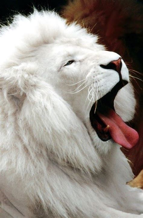 Wildlife Experience white lion | Leão albino, Grande felino, Gatos ...