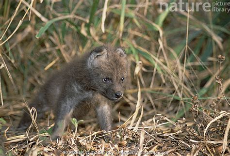 Stock photo of Maned Wolf (Chrysocyon brachyurus) 34 day old pup beginning to explore its ...