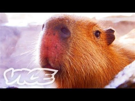 Capybara Bathhouse | Cute Animal Gifs