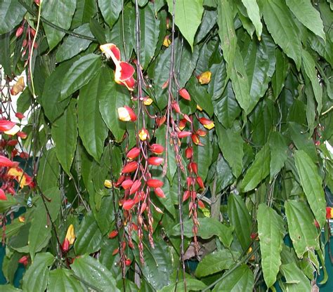 Thunbergia mysorensis (Acanthaceae) image 3496 at