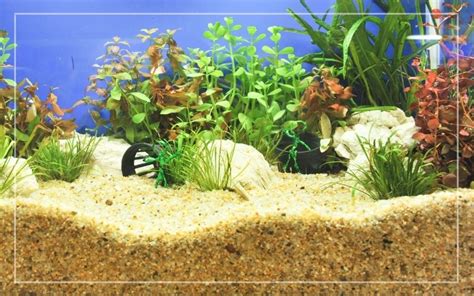 Deep Sand Bed - No Water Change in Fish Tank