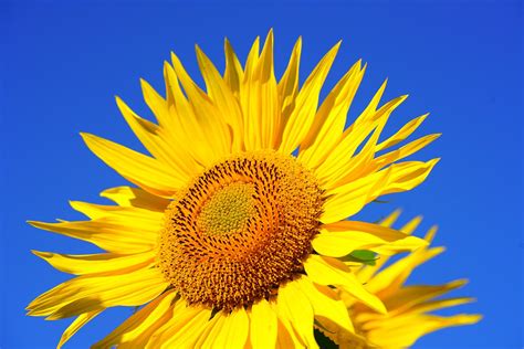 20,000+ Free Sunflower Seeds & Sunflower Images - Pixabay