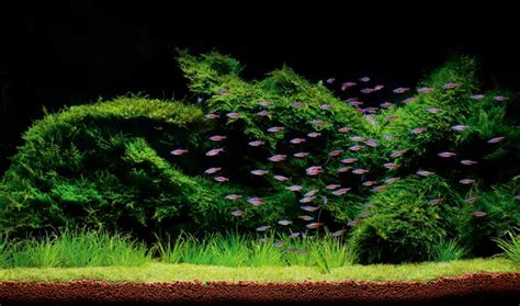 Inspirational aquariums: Calming moss tank - Practical Fishkeeping