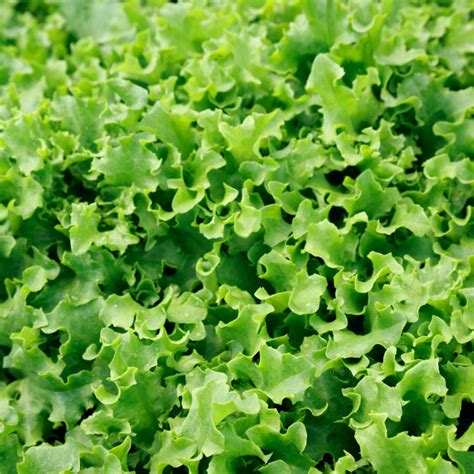 Lettuce – Green Leaf - Sakata Home Grown