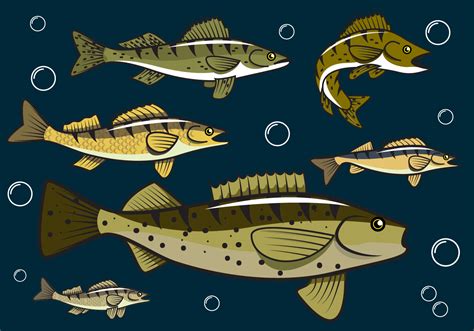 Free Walleye Fish Vector - Download Free Vector Art, Stock Graphics & Images