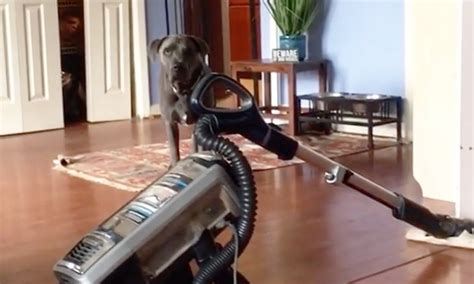 Why Are Dogs Scared of Vacuums? – Dog Guide Reviews